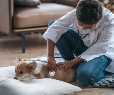 Signs Your Pet May Need Probiotics- Identifying the Need for Gut Health Support