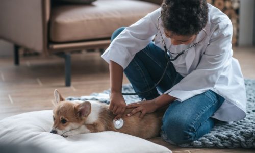 Signs Your Pet May Need Probiotics- Identifying the Need for Gut Health Support