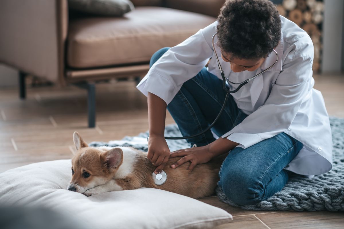 Signs Your Pet May Need Probiotics- Identifying the Need for Gut Health Support